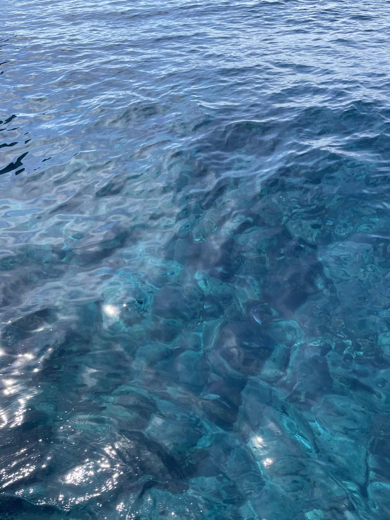 I see your dolphins and raise you 🐳_53D122EF-EE5A-4336-8AAD-5E5DF4252EC0