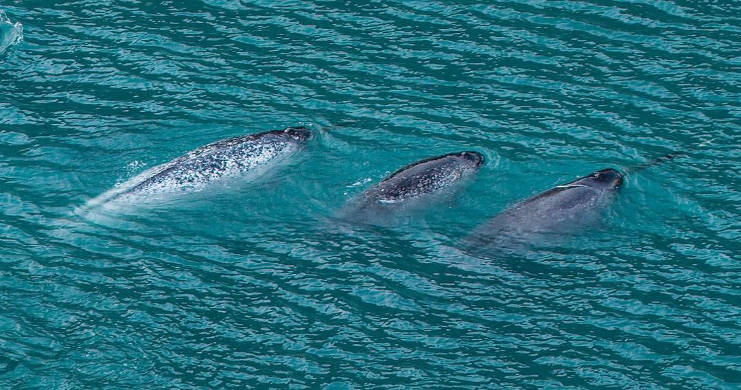 S/V Ruach Love - Buffin Island's Expedition 1°_18BDB97D-282F-4609-849B-5D811D326593