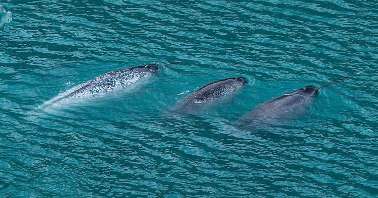 Voyage photo from S/V Ruach Love - Buffin Island's Expedition 1°