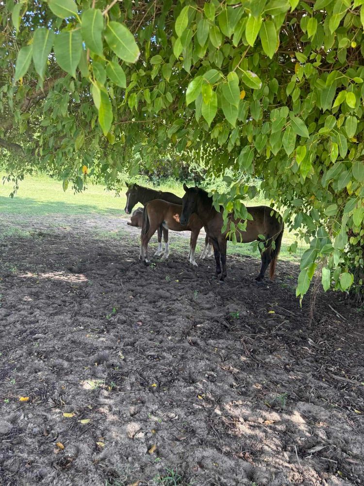 Voyage photo from Around the horn-No not Cape Horn!