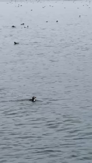 The Shaint Isles to Stornoway 
_7C4C58D0-DFBF-4B41-B8E7-911AE370F689