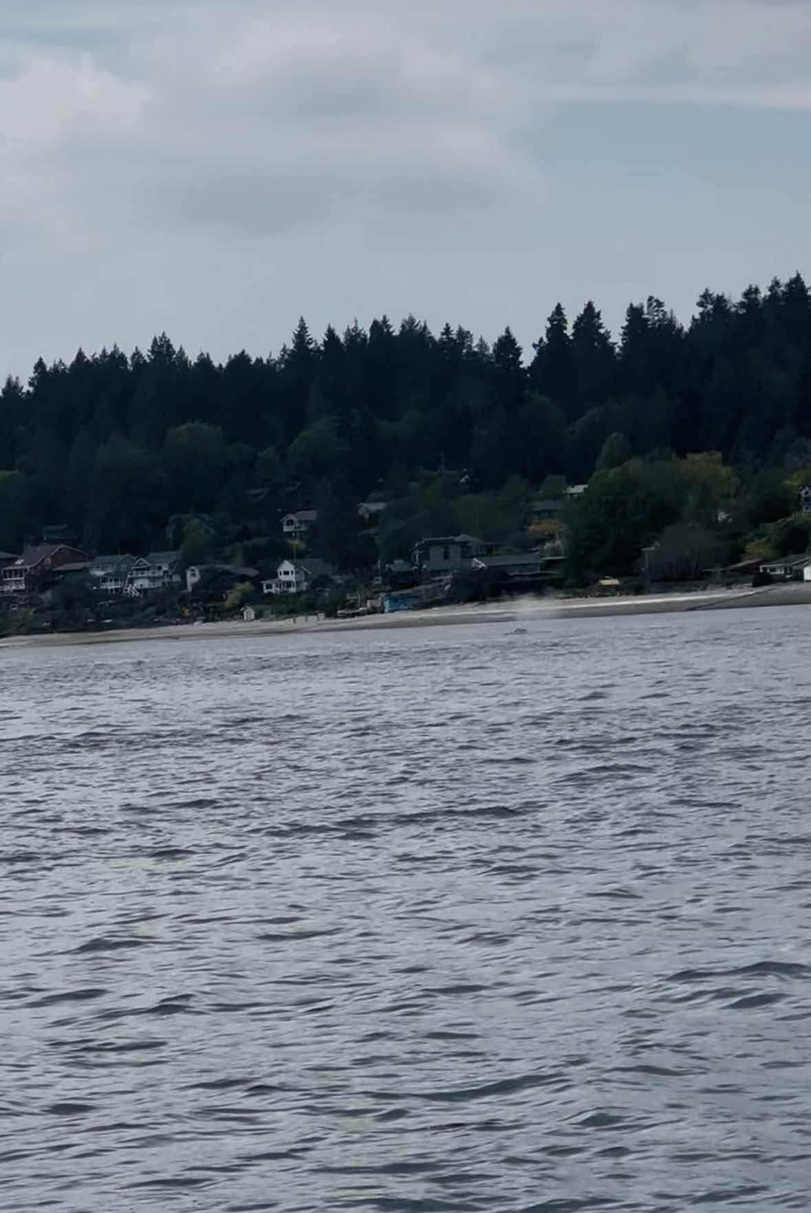 Heave To, a Gray Whale and Homemade Pita_F46BB959-B984-4986-9ED0-7DB74EF723F0