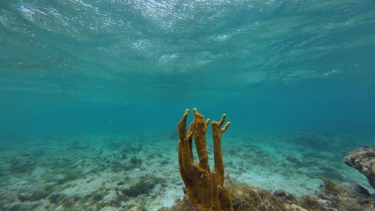 Voyage photo from Carriacou to Jack-a-Dan