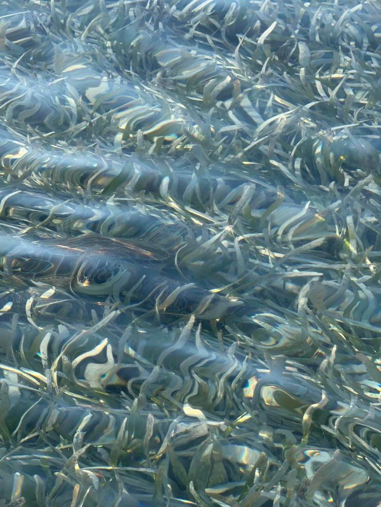 Voyage photo from Double Breasted Cay to Strangers Cay