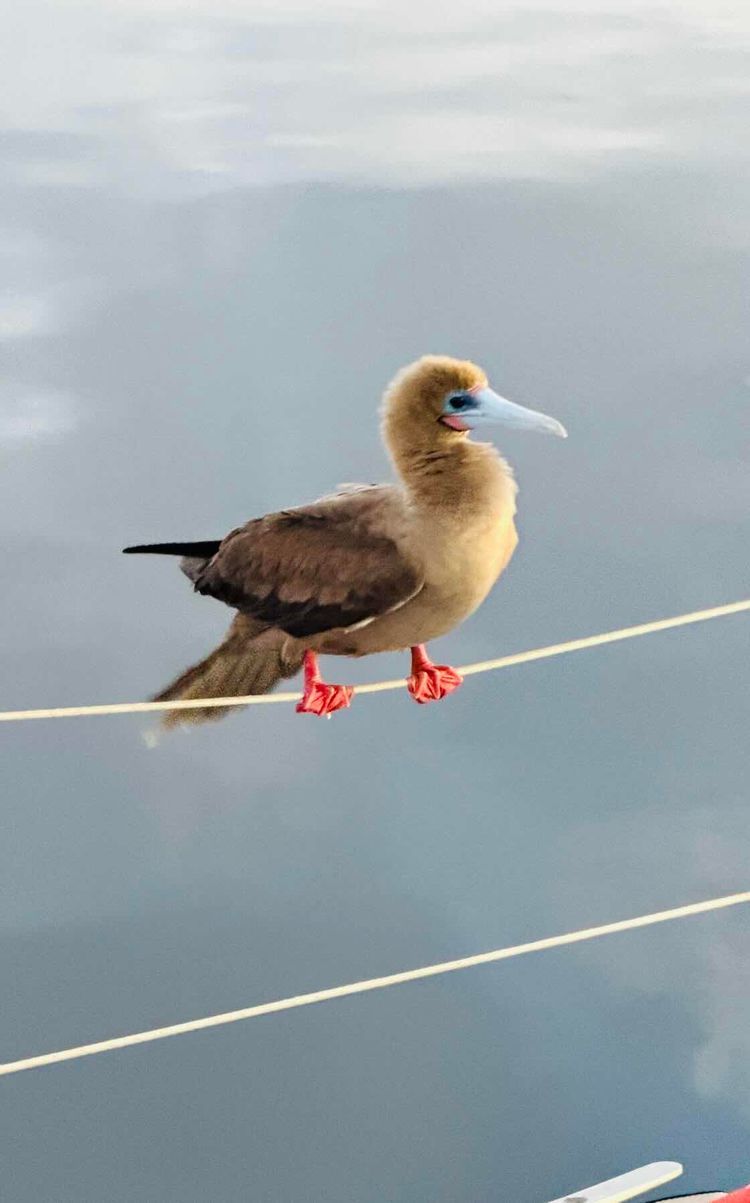 Voyage photo from Traversé entre Panama et Galapagos 🥰