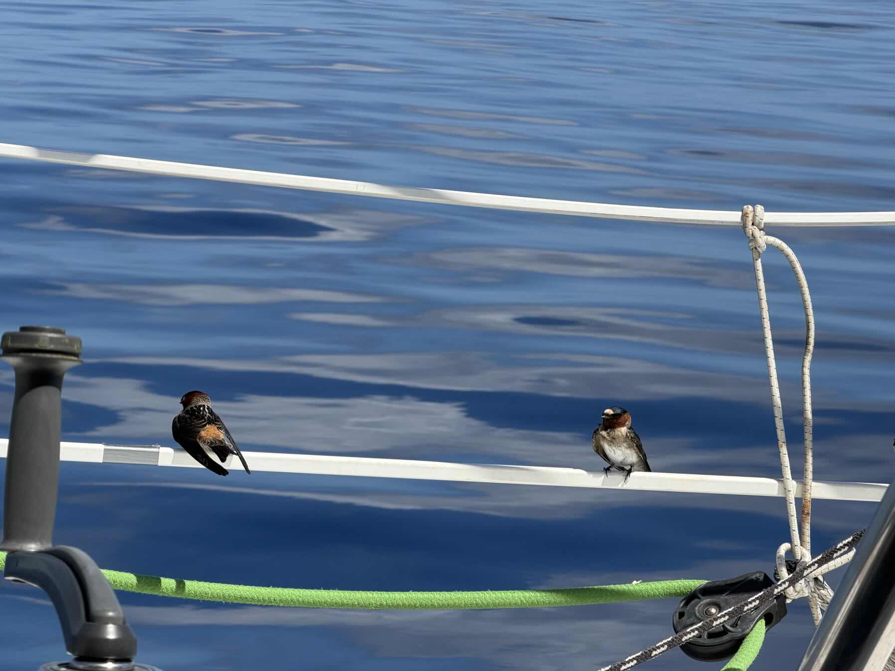 Traversé entre Panama et Galapagos 🥰_F4A3B0C5-7CA5-42B7-B72C-46635622EBB4