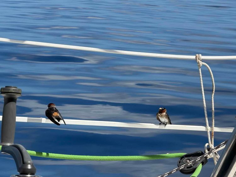 Voyage photo from Traversé entre Panama et Galapagos 🥰