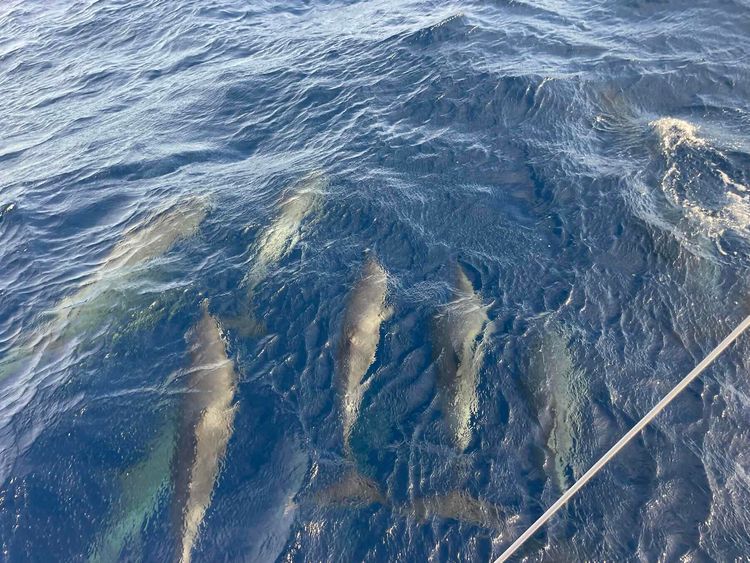 Voyage photo from Leg 3 Bermuda to Le Marin, Martinique 