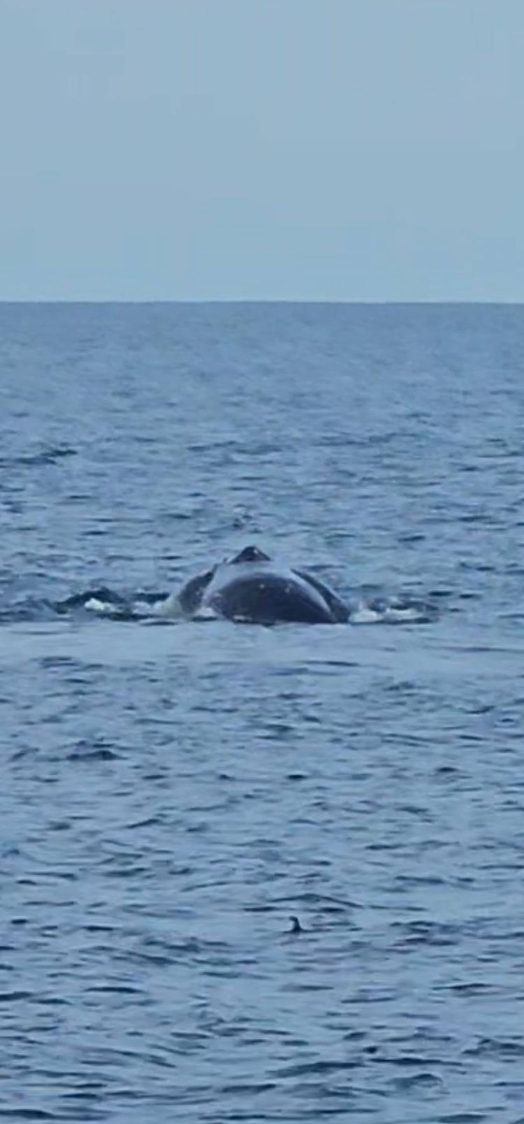 Voyage photo from Tauranga To Mercury Island - The final leg!