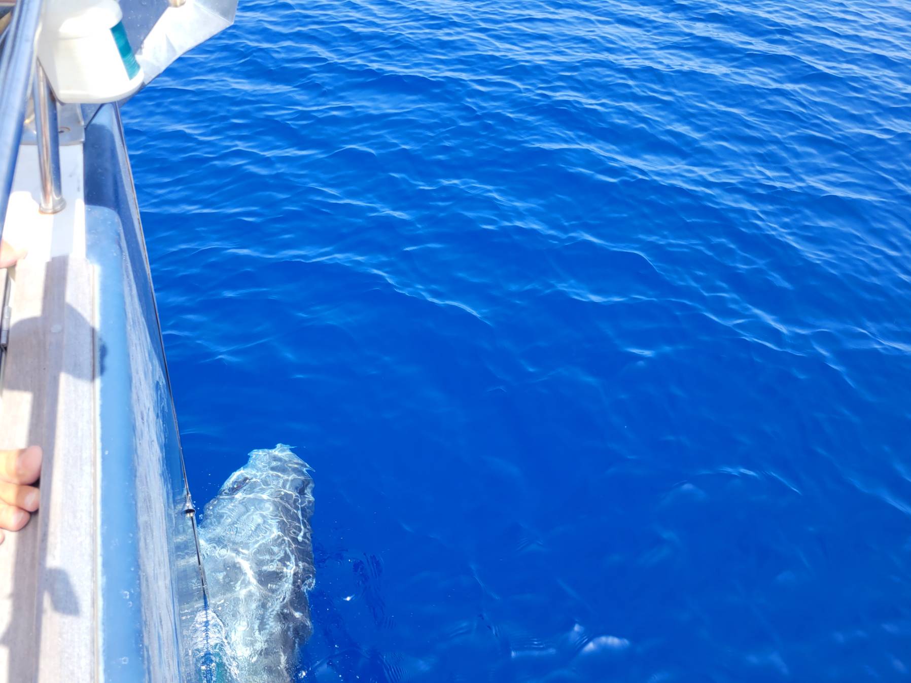 Run with Risso dolphins_C62BCB66-B26F-4977-A241-6DFC06CAB82E
