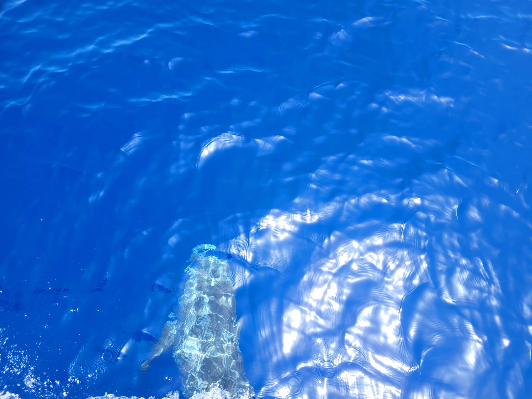 Run with Risso dolphins_EFB0CA47-313C-4D65-B3C7-273642F78822