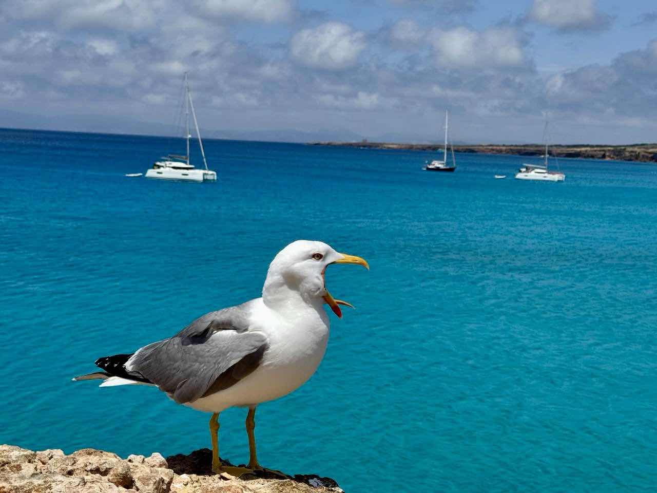 Mallorca - Formentera - Ibiza_35B58576-EF0A-4CE3-A1AD-8EF5F016B185