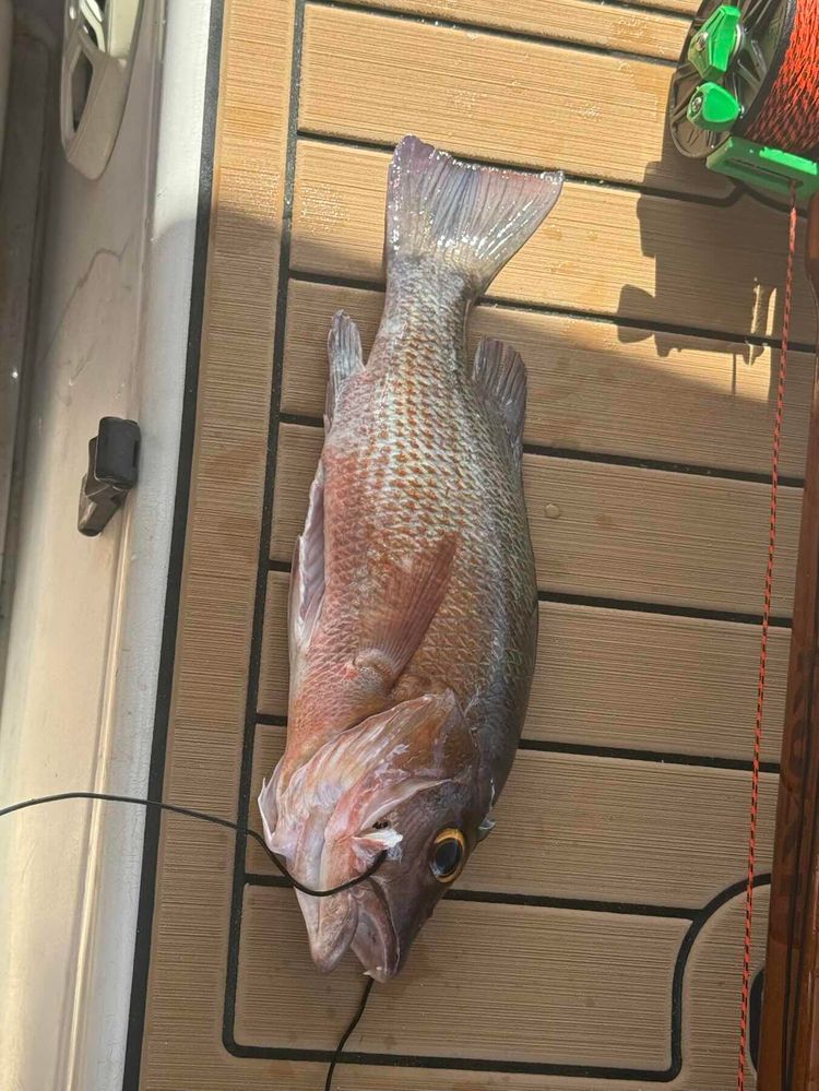 Voyage photo from Making our way to 
San Juan