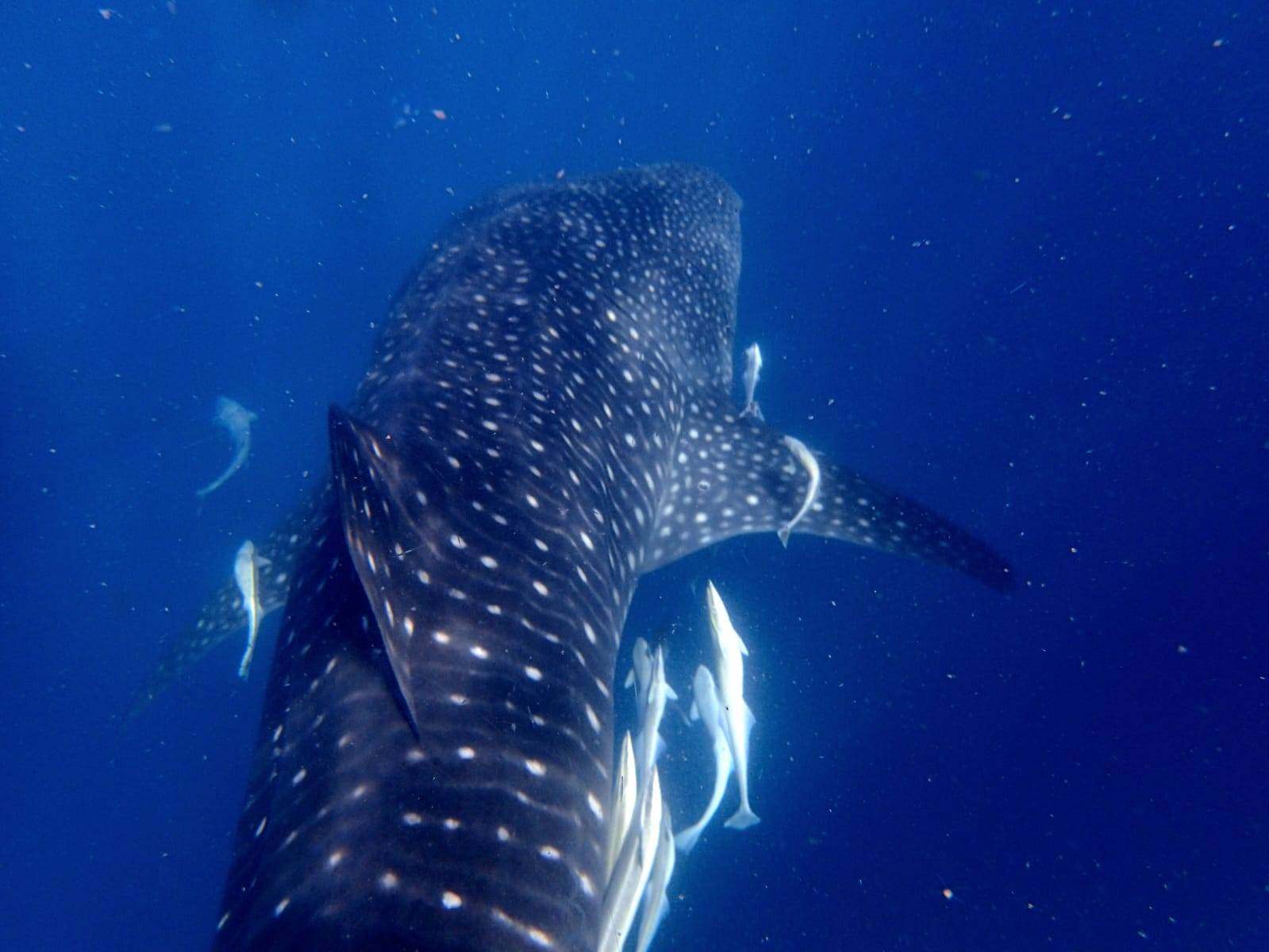 extramile.org.za Seychelles 2025_57C74447-535C-4919-8BC9-9957A718378A