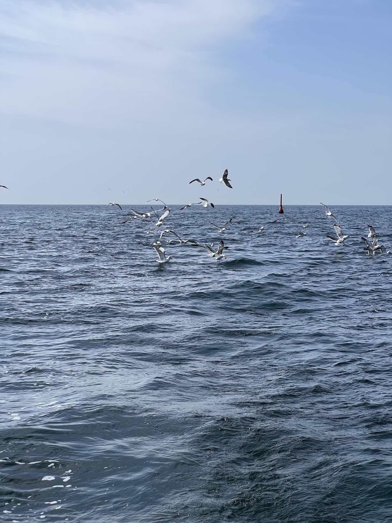 Across the Wadden Sea. Passage 10