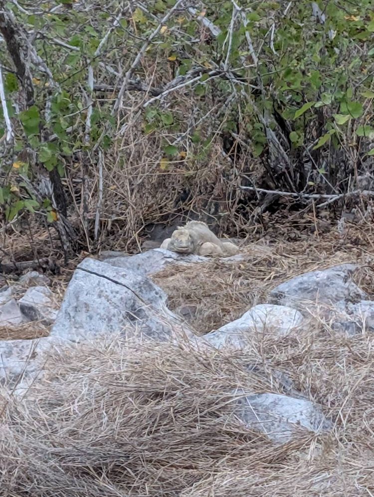 Voyage photo from Hike Sante Fe Galapagos 6Jul25