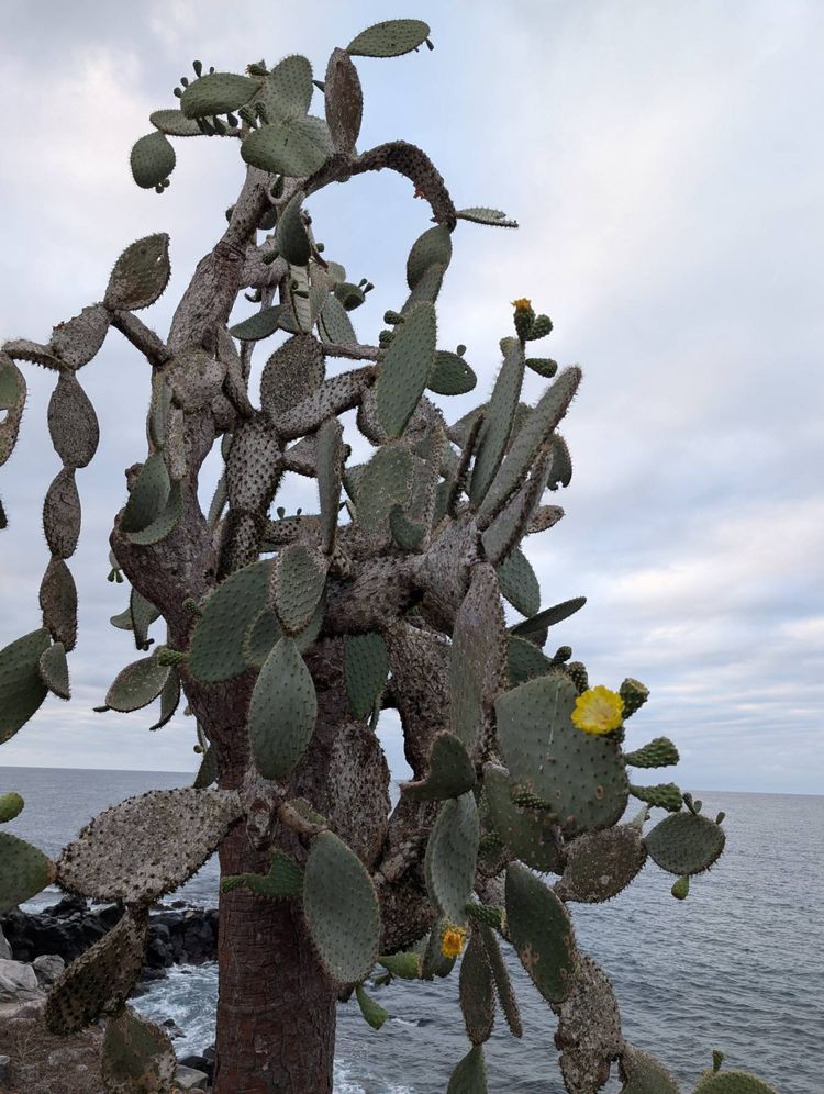 Voyage photo from Hike Sante Fe Galapagos 6Jul25