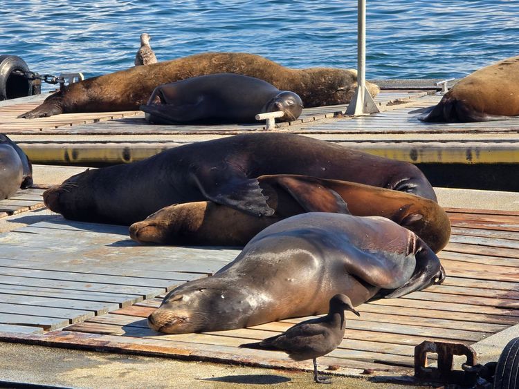 Voyage photo from emb with Jewels on 631