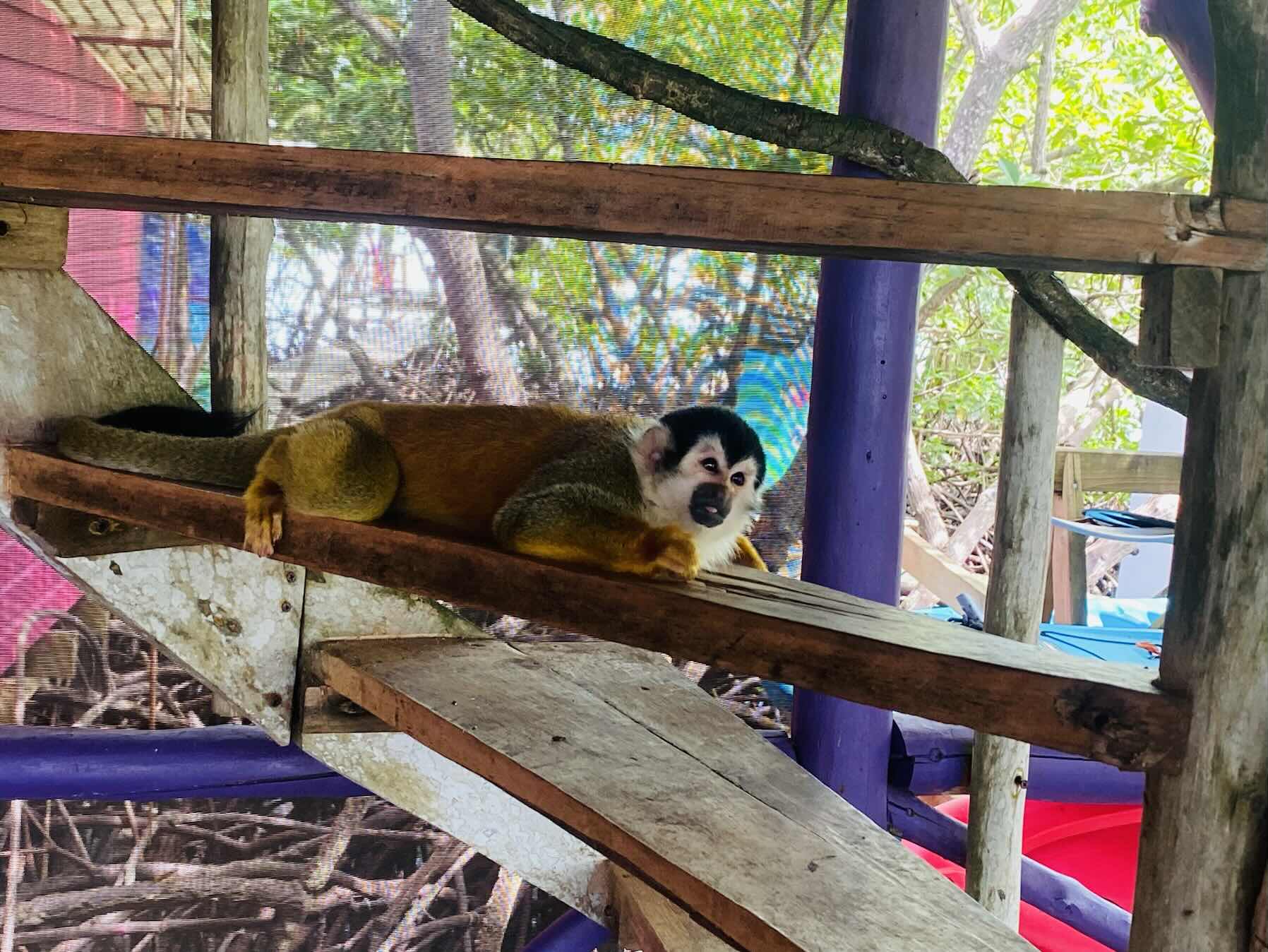 Monkey Island to Johnson Cay Anchorage Bocas PA _D64980BF-CA6B-481E-93AB-880588468354