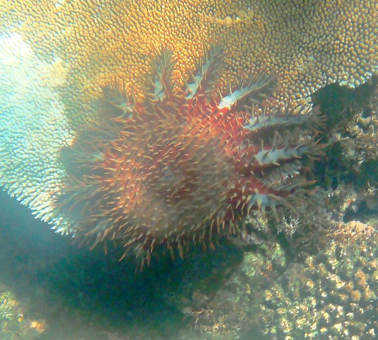 Voyage photo from Octopus Resort, Waya Is. to Yanuya Island. 