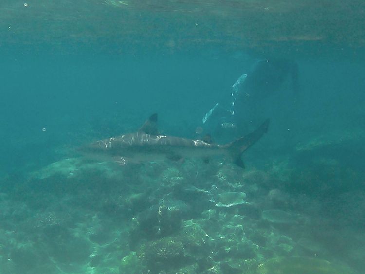 Voyage photo from Octopus Resort, Waya Is. to Yanuya Island. 