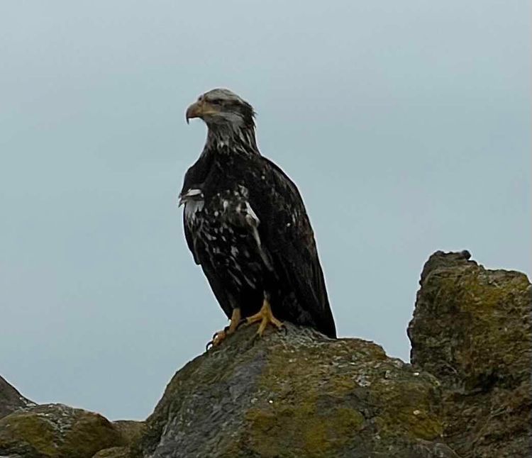 Voyage photo from Salish Sea day trip