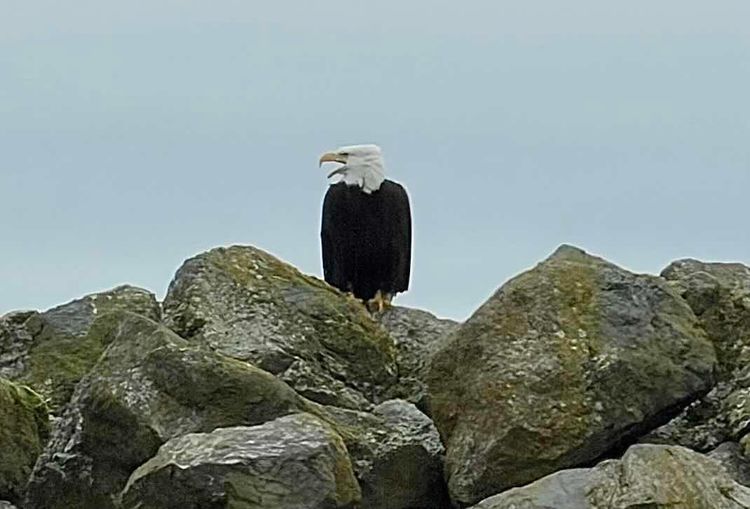 Voyage photo from Salish Sea day trip