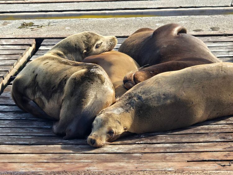 Voyage photo from sp2 with Bret on 699