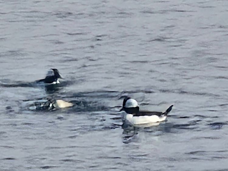 Voyage photo from sp2 with Bret on 699