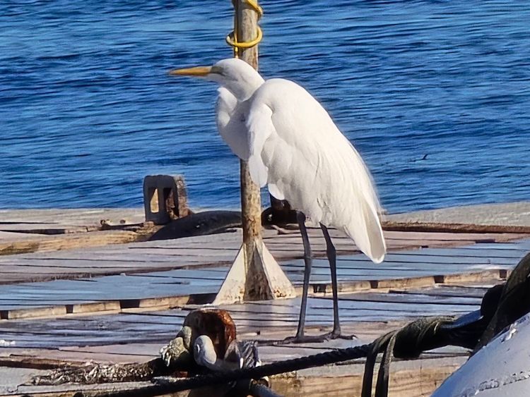 Voyage photo from sp2 with Bret on 699