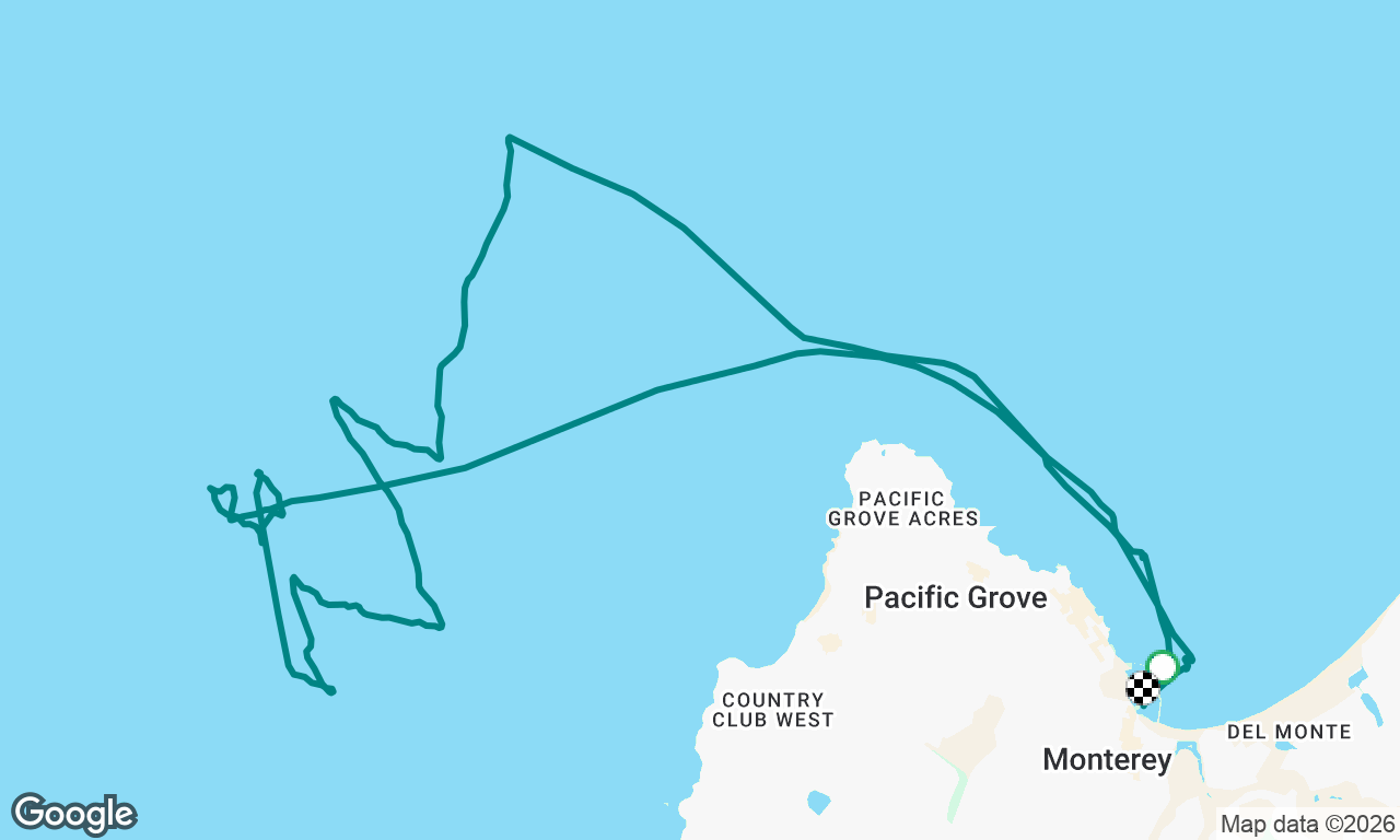 Whales sightseeing 