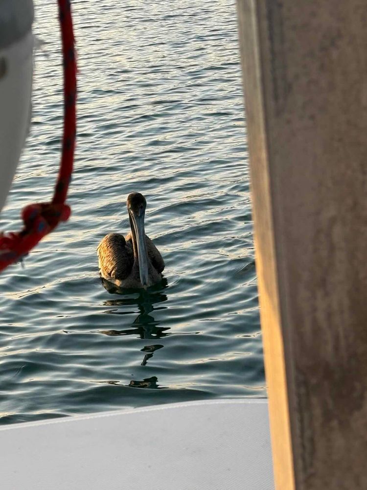 Voyage photo from Canal de los Barcos, Cuba to Key West, FL