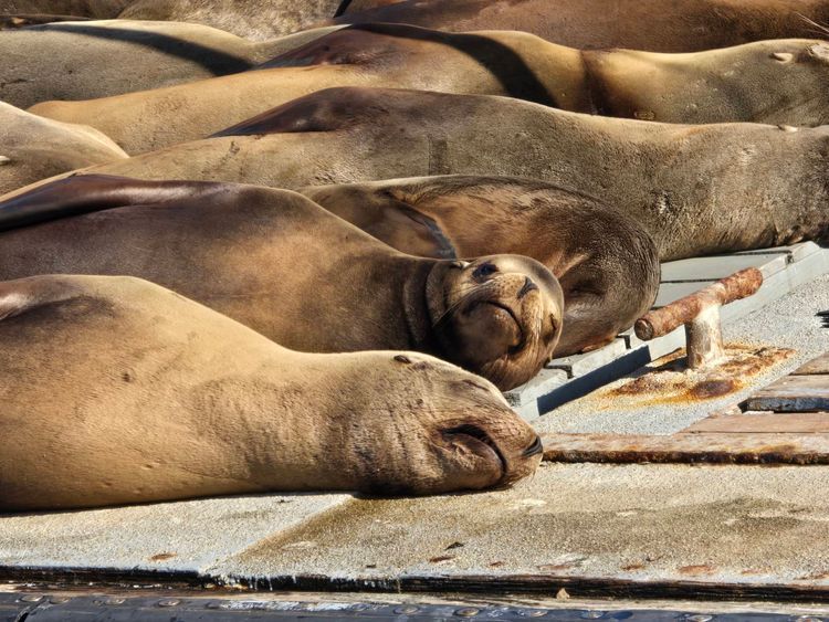 Voyage photo from sp5 with Jewels on 699