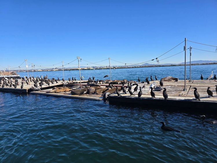 Voyage photo from sp2 with Jewels on 663