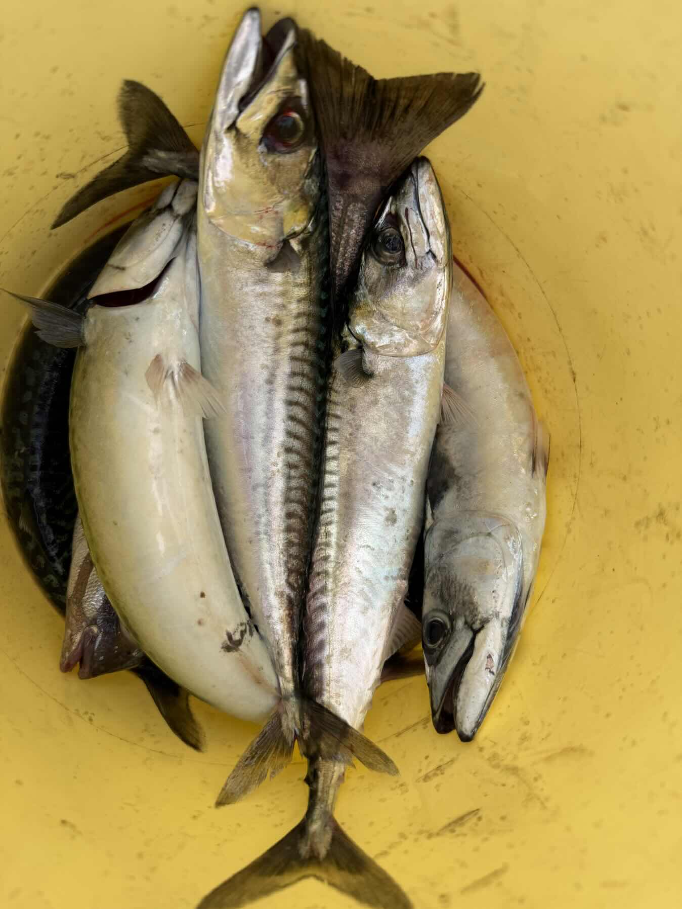 Fishing, picnic and swim_AC9D48A0-94F5-4C66-A766-F1C22A467F4D