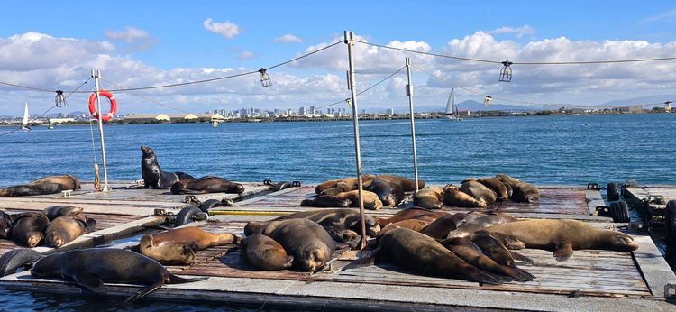 Voyage photo from sp5 with Jewels on 648