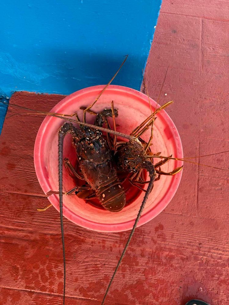 Voyage photo from Marina Gavoita Veradero to Ernest Hemingway Marina Havana, Cuba