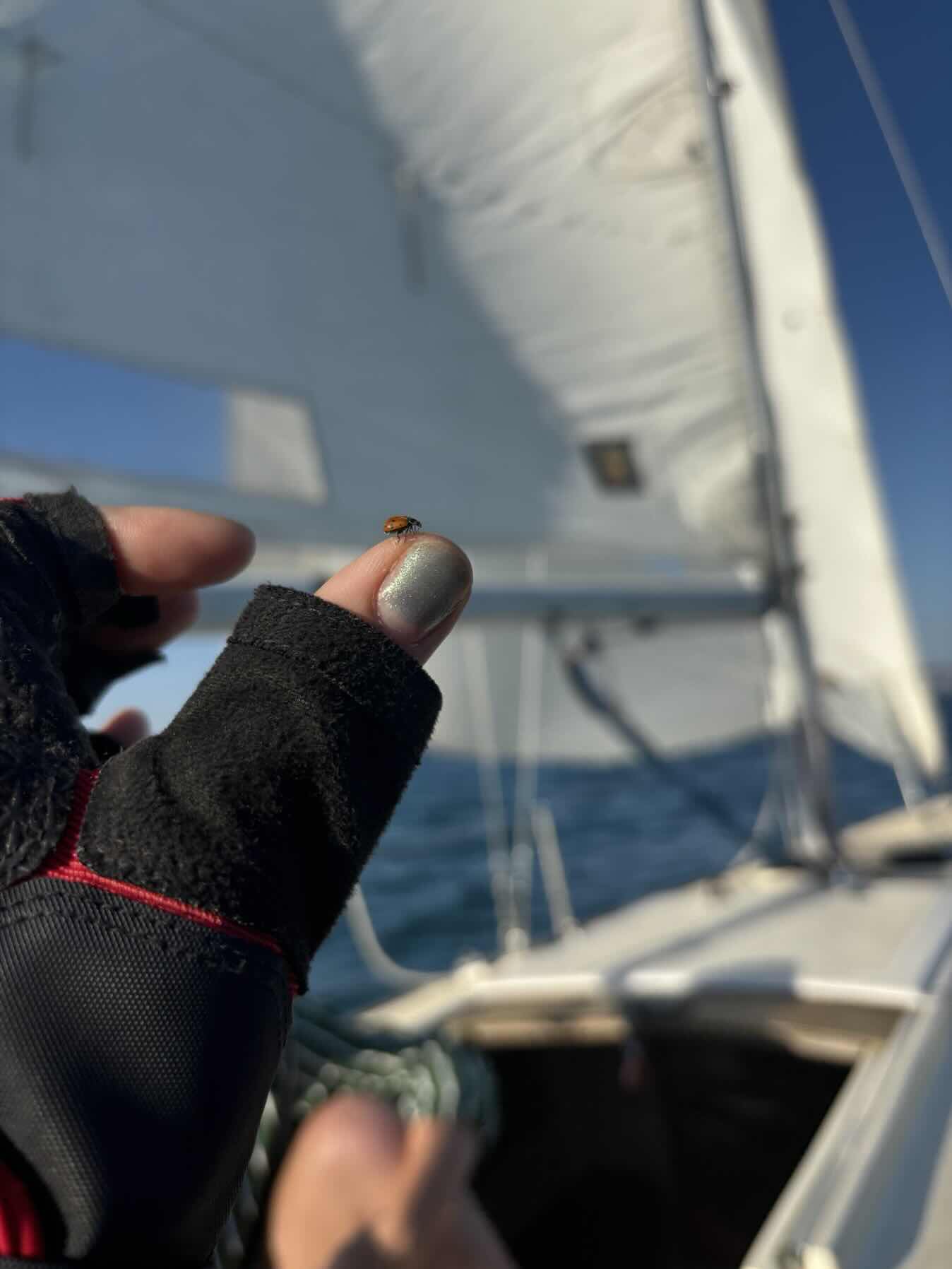 Autumn Sailing _040597F8-BC4F-470D-9107-87FAF83FEAF0