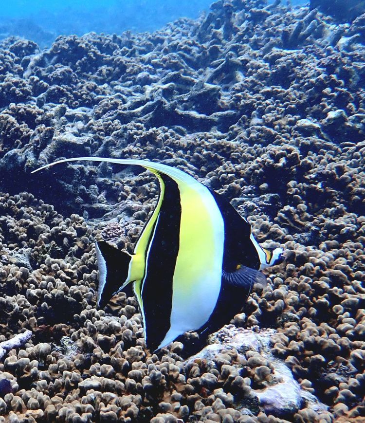Voyage photo from Port Launay to La Digue