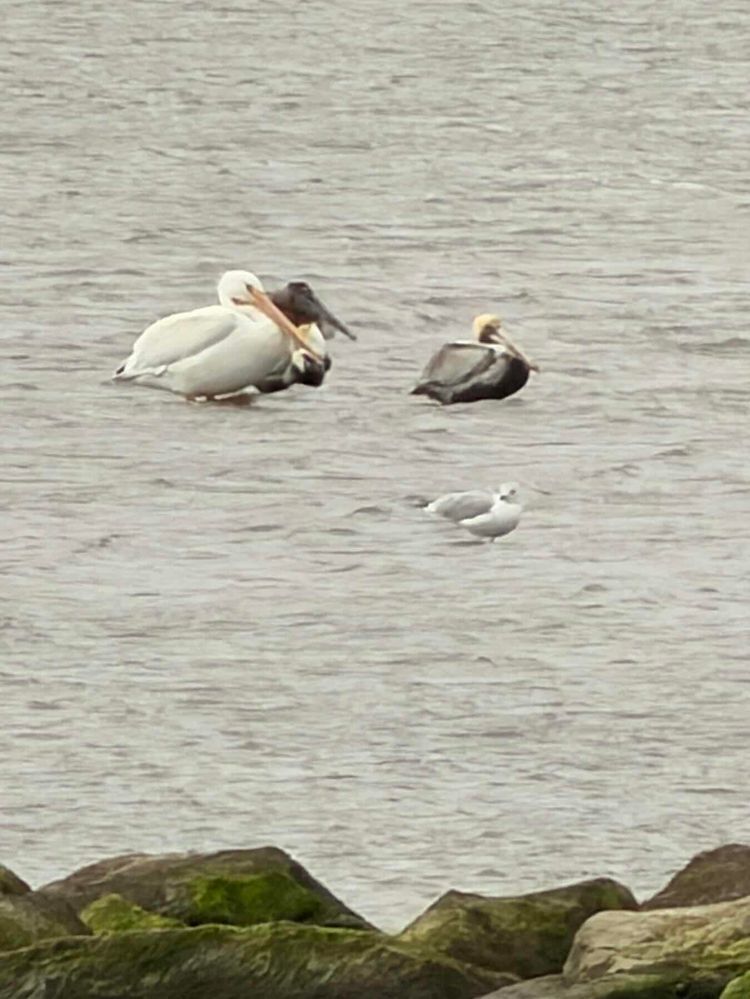 Voyage photo from Galveston TX-Clearwater FL