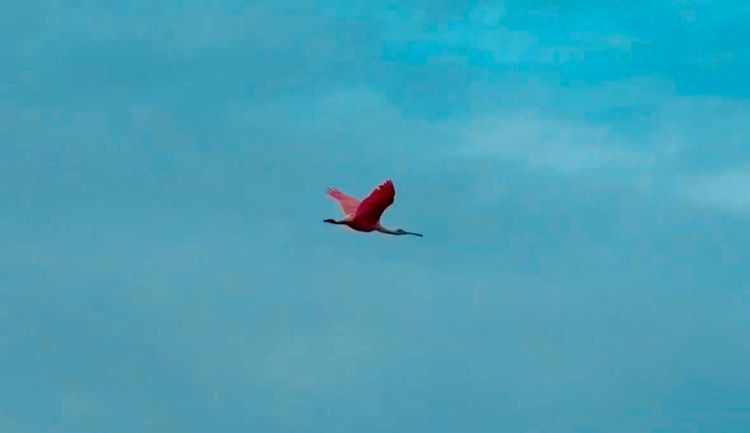 Voyage photo from Galveston TX-Clearwater FL