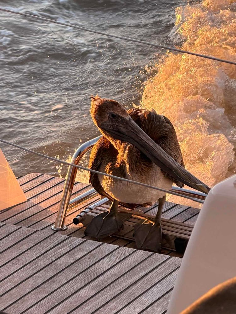 Voyage photo from Galveston TX-Clearwater FL