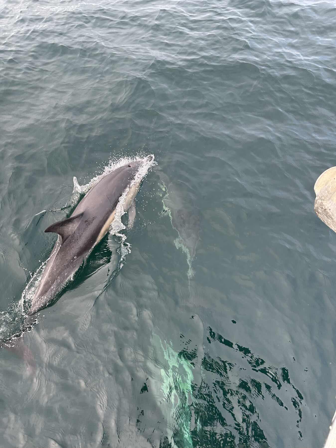 Wales, Ireland, Isle of Scilly and Cornwall 2025_F5609F28-69B1-481D-938E-E24BF5BABFFE