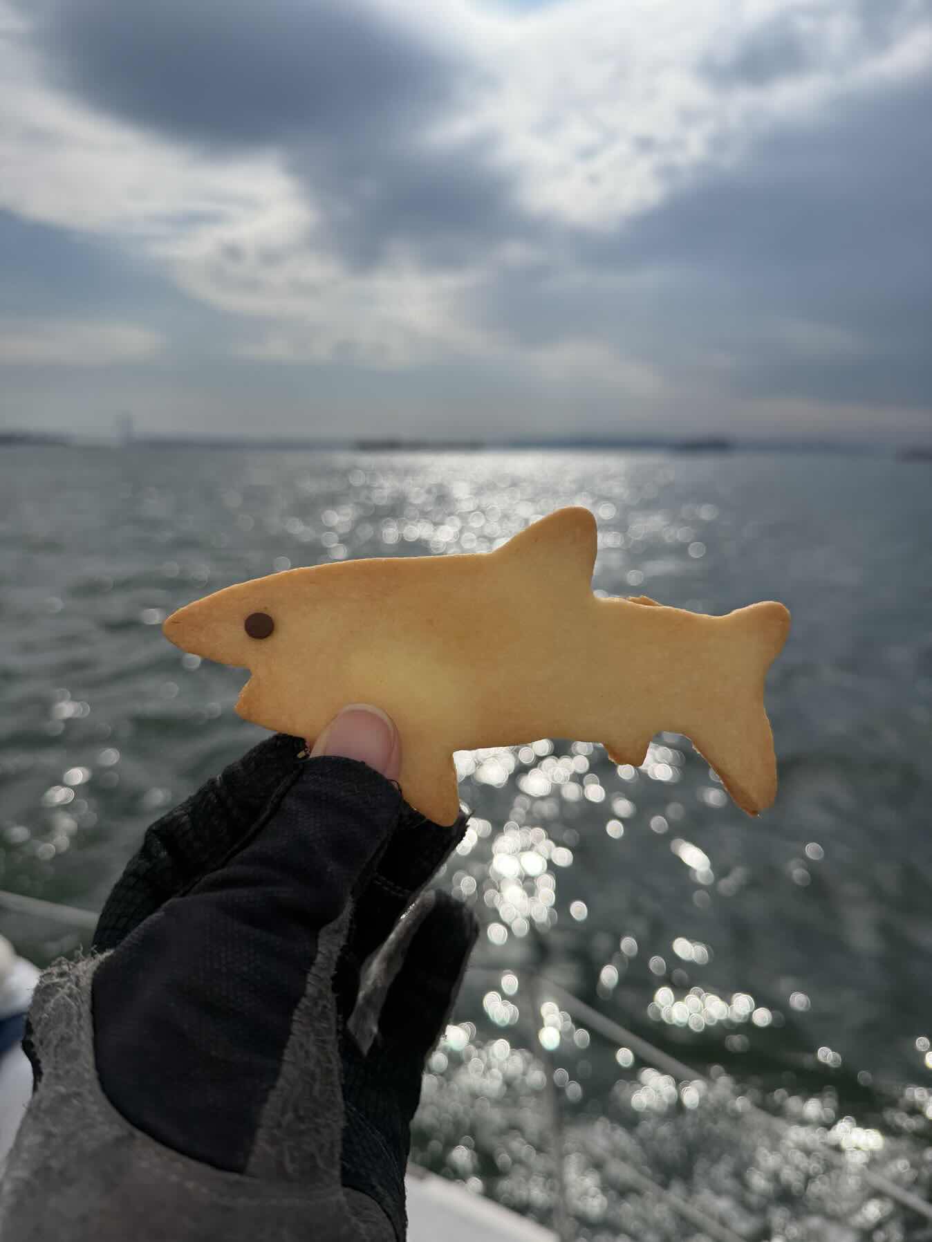 Shark cookies_740617A5-64CB-4001-8D24-78BBC88EF430