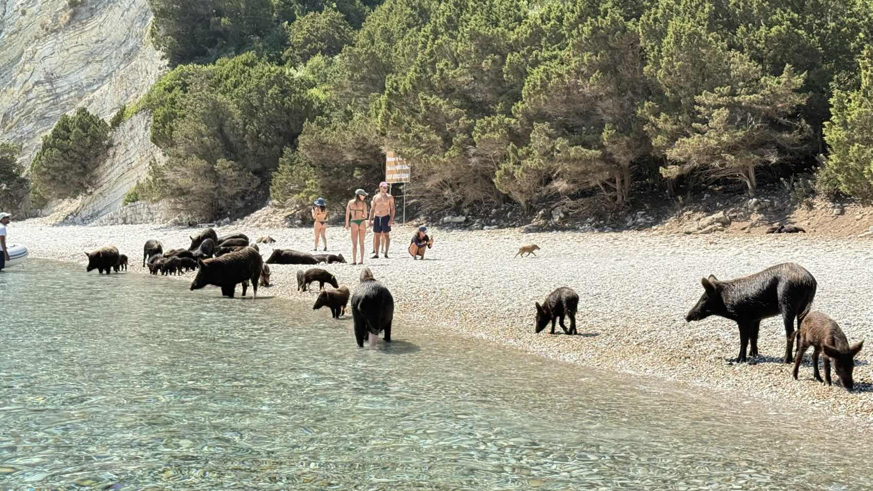Frikes, pigs, meganissi_BBB962D2-274F-429B-90E7-9696D1946F30