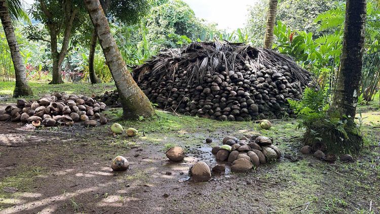 Voyage photo from Baie Faaroa a DYC