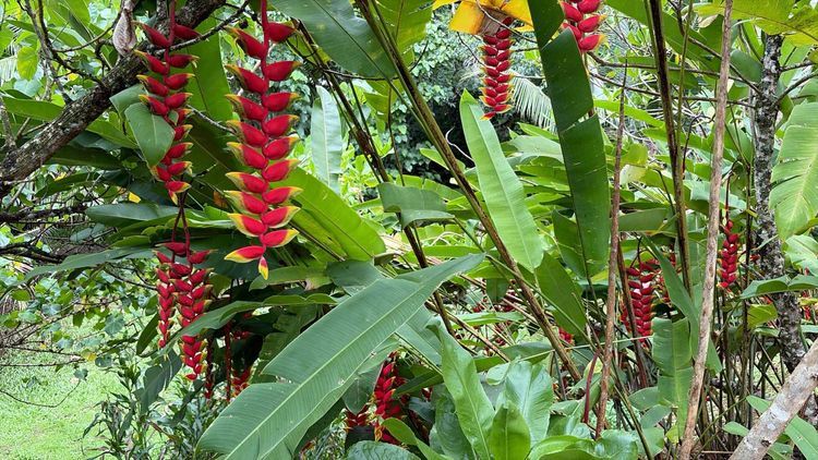 Voyage photo from Baie Faaroa a DYC