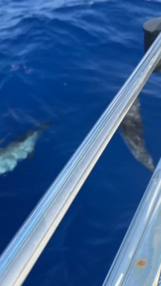 Traversée à deux 😇_EC1AC906-F929-475C-BF17-B3B19844E7A5