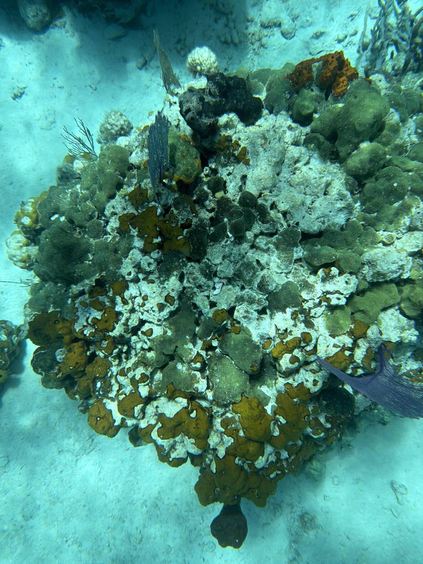 Cambridge Cay_0BEED739-F81A-4860-B3AD-5D0523E7F3F3