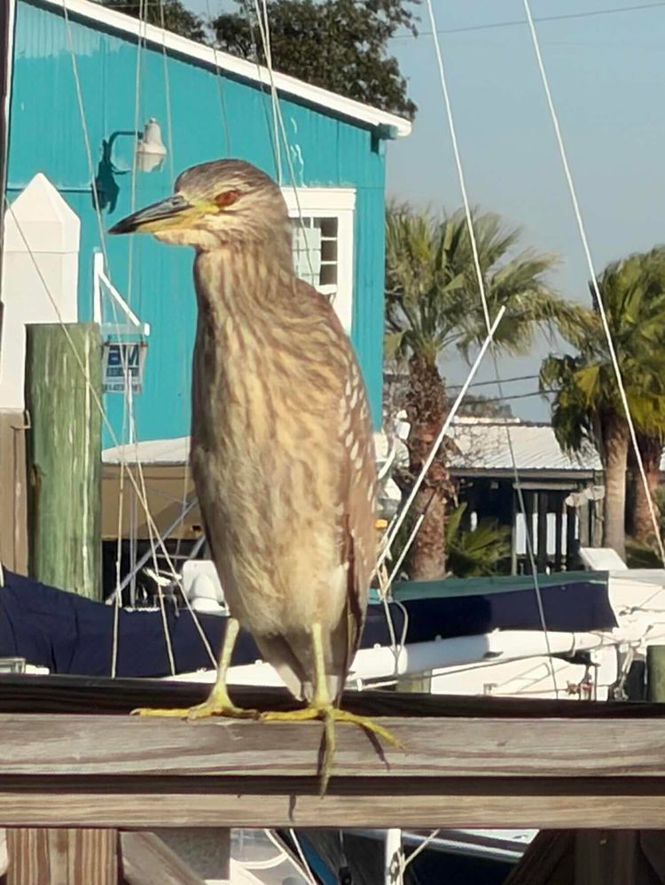 Voyage photo from Kemah-Galveston 